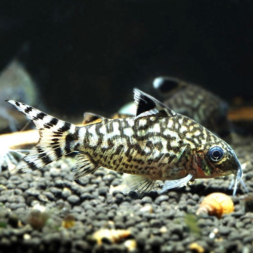 Corydoras reticulatus  Pantsermeerval